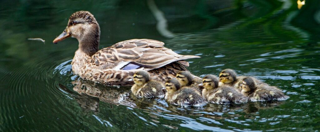 ducklings following their mama duck